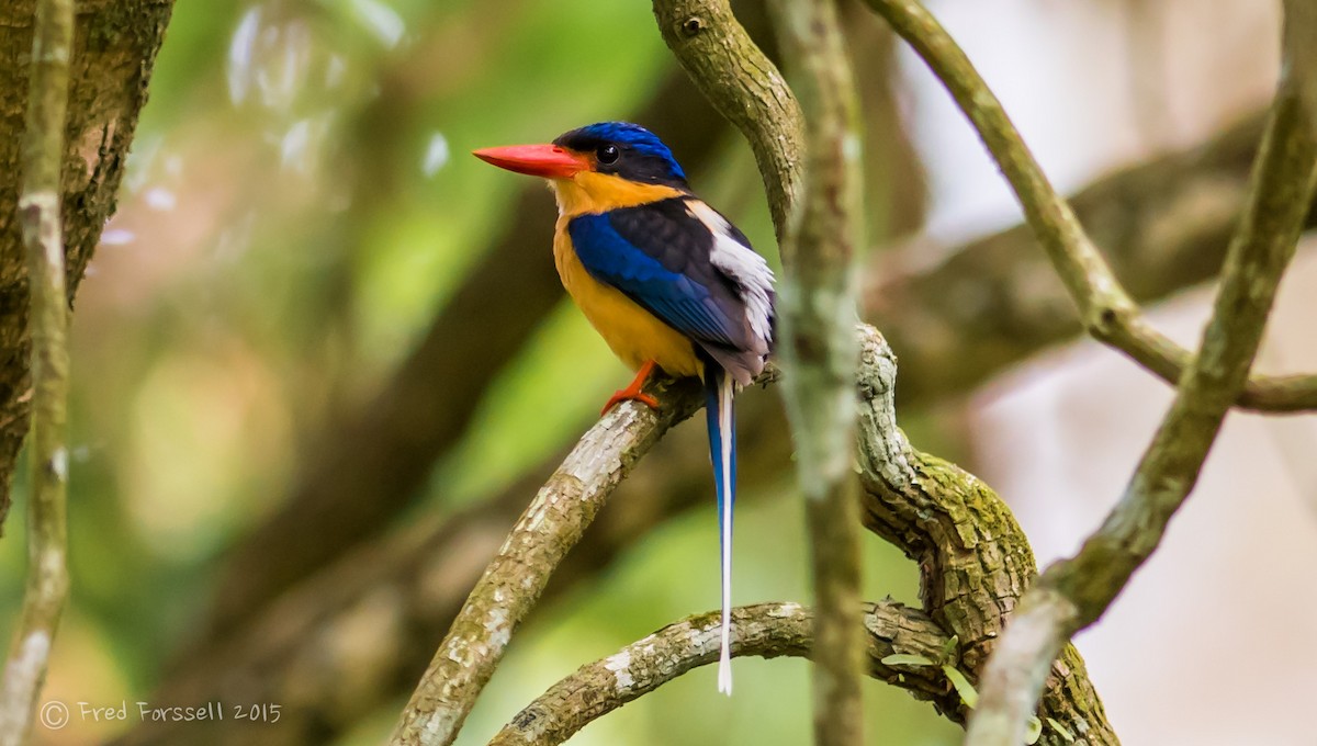 Buff-breasted Paradise-Kingfisher - Fred Forssell