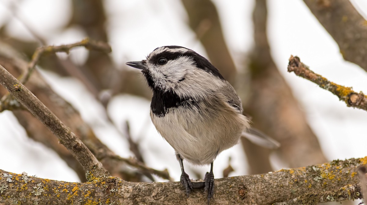 Mountain Chickadee - Fred Forssell