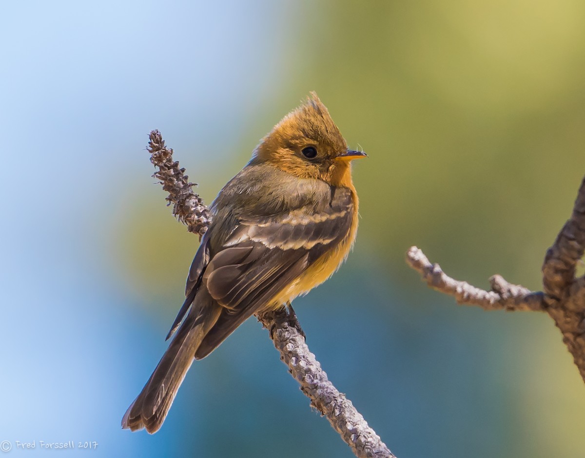 Tufted Flycatcher (Mexican) - Fred Forssell