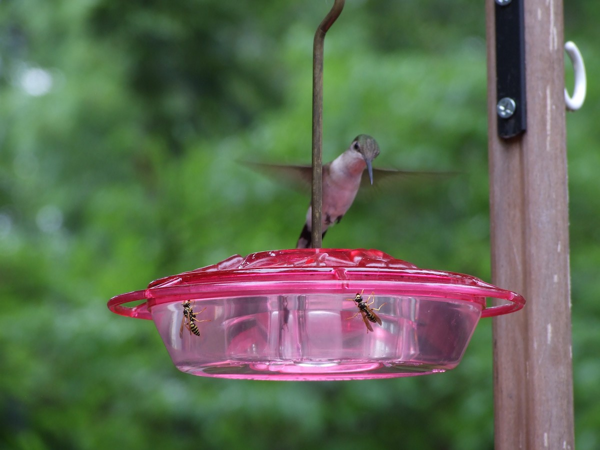 Ruby-throated Hummingbird - Doug Wipf