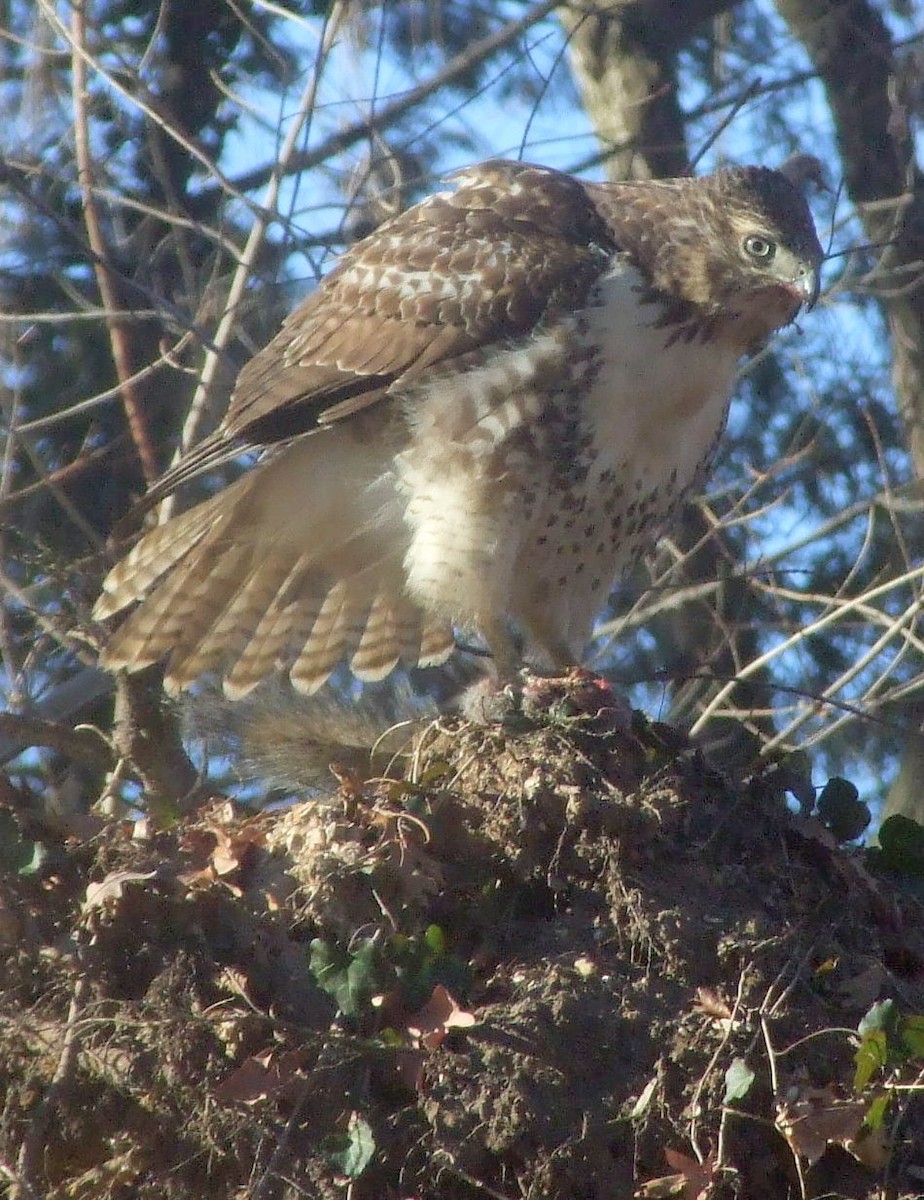 Red-tailed Hawk - ML204967231