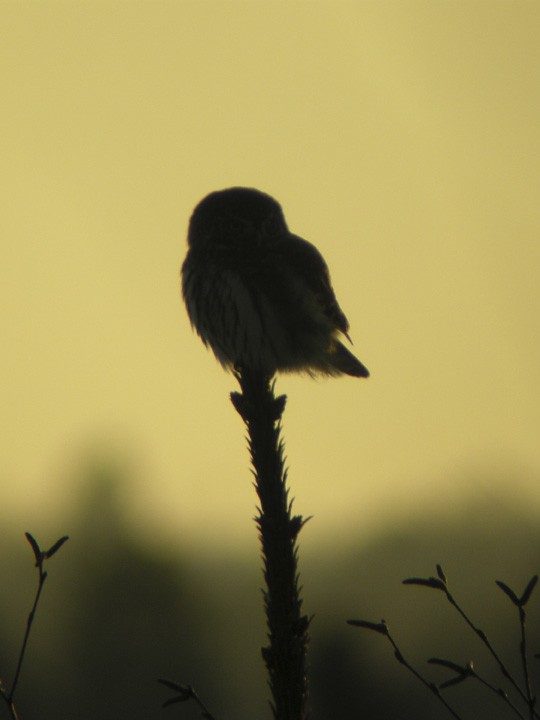 Eurasian Pygmy-Owl - Eric Francois Roualet