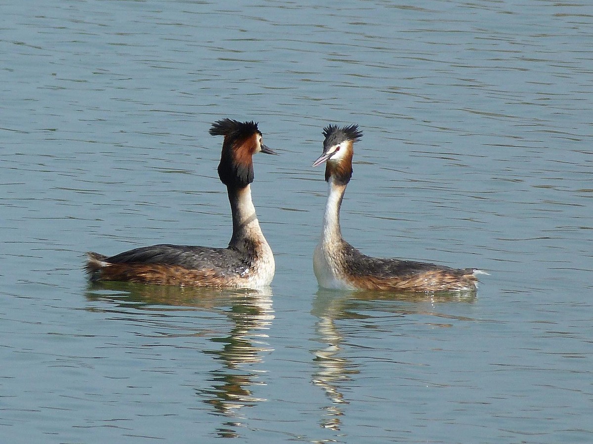 Great Crested Grebe - ML204967781