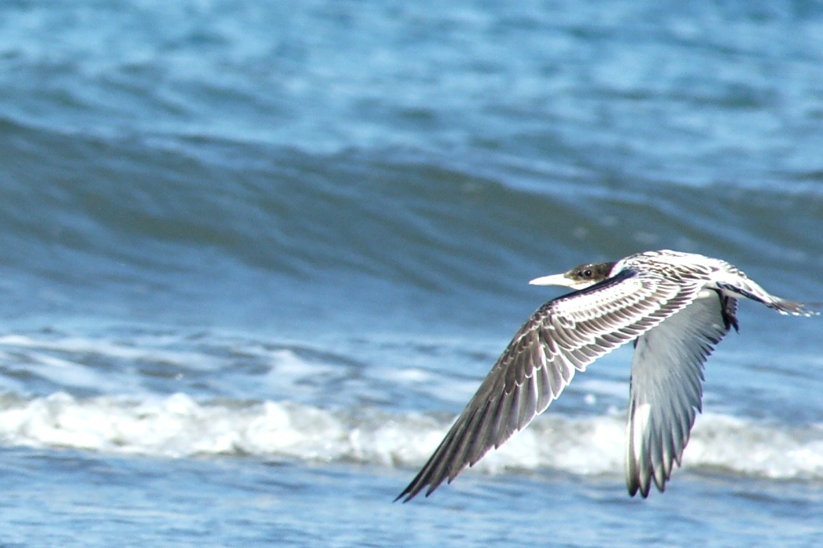 Great Crested Tern - ML204968121