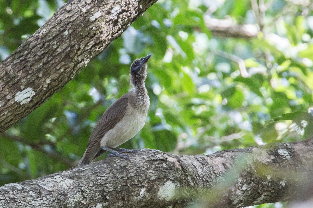 Helmeted Friarbird (Tenggara) - abdul azis