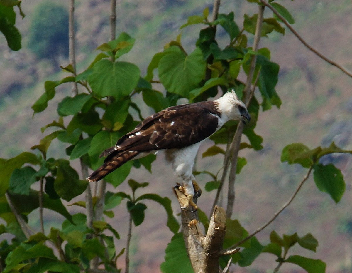 Flores Hawk-Eagle - abdul azis