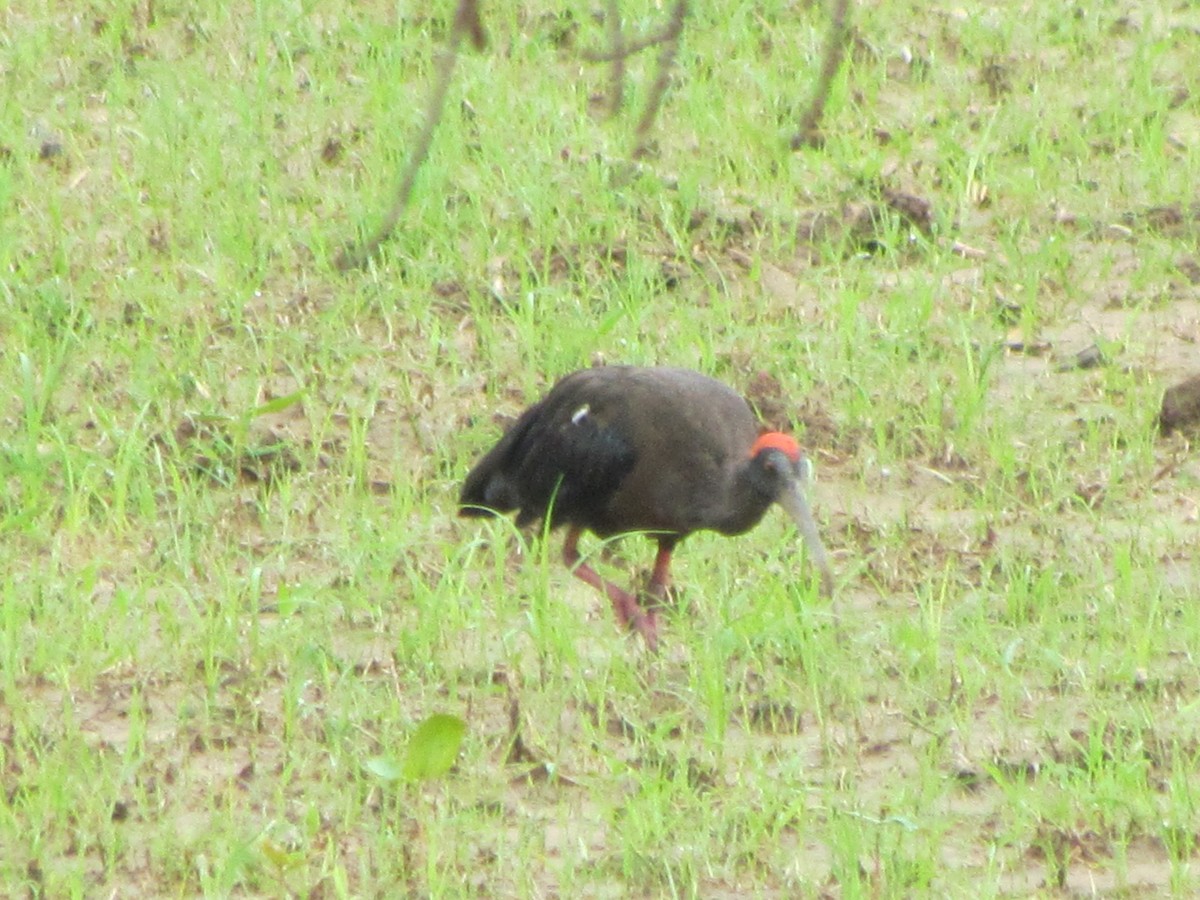 Red-naped Ibis - Anonymous