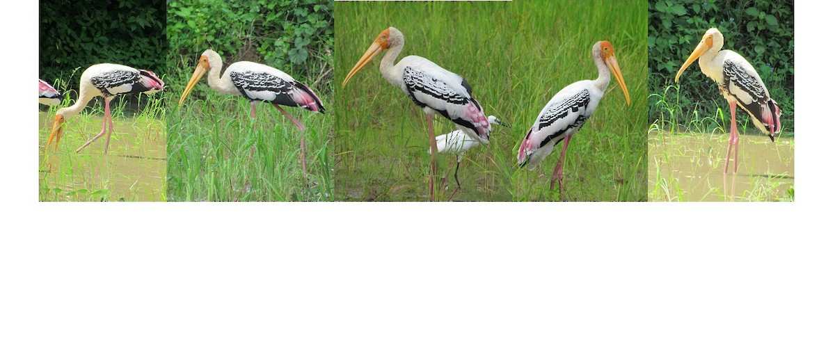 Painted Stork - Anonymous