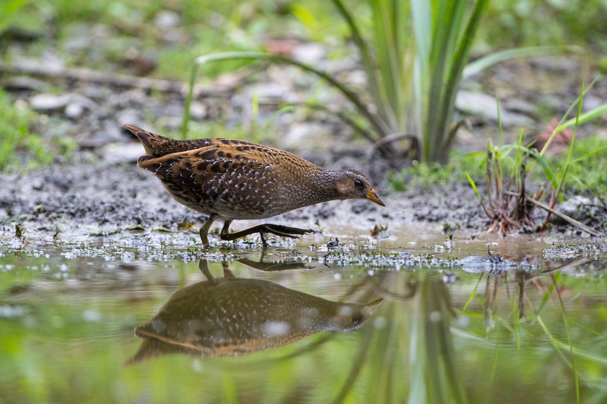 Spotted Crake - ML204968461