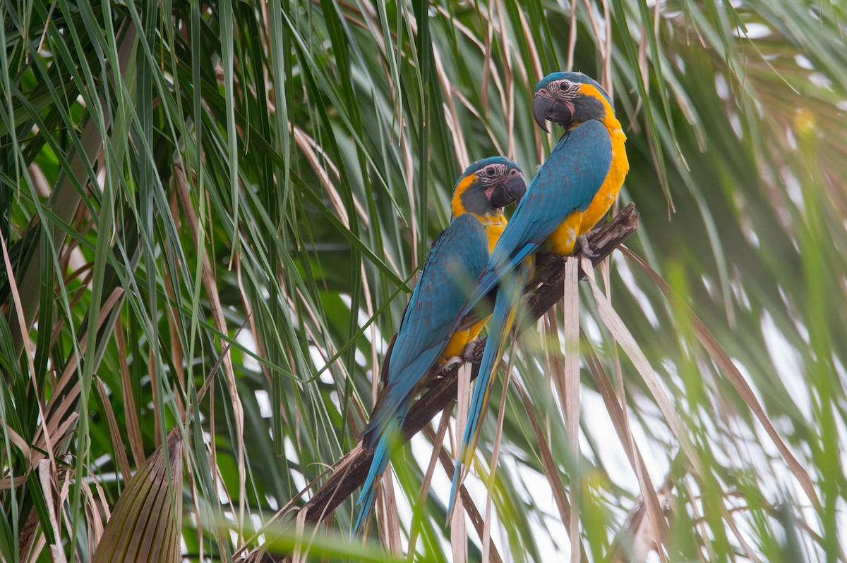 Blue-throated Macaw - ML204968651