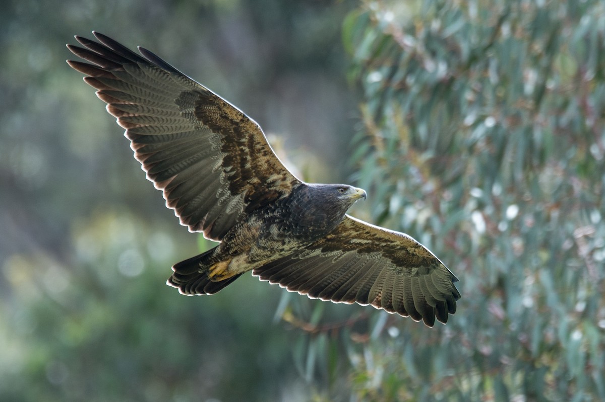 Black-chested Buzzard-Eagle - Marc FASOL