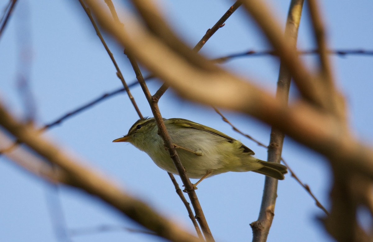 Eastern Crowned Warbler - Eric Francois Roualet