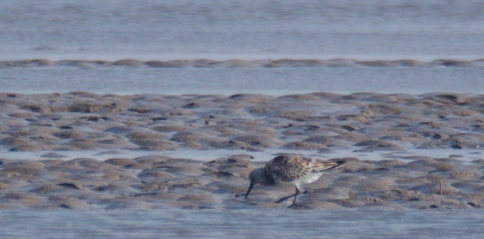 Great Knot - ML204969391