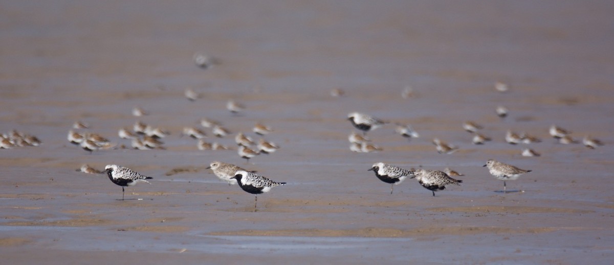 Black-bellied Plover - Eric Francois Roualet