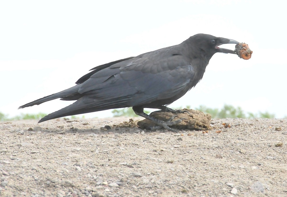 Hooded Crow - ML204969831