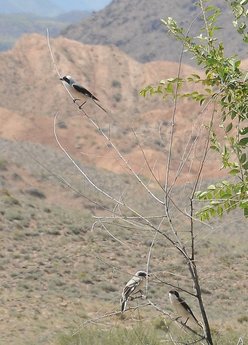 Lesser Gray Shrike - Altay Zhatkanbayev