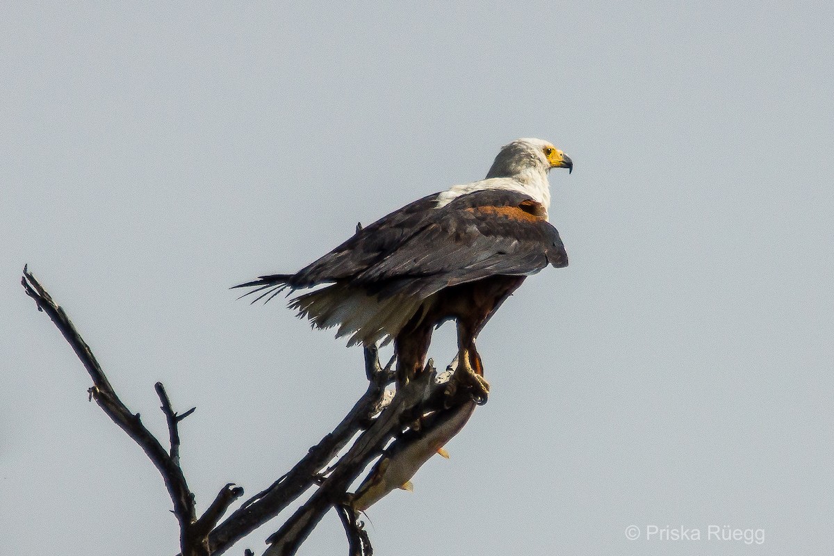 African Fish-Eagle - ML204970061