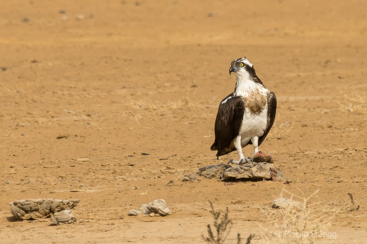 Osprey (haliaetus) - Priska Rüegg