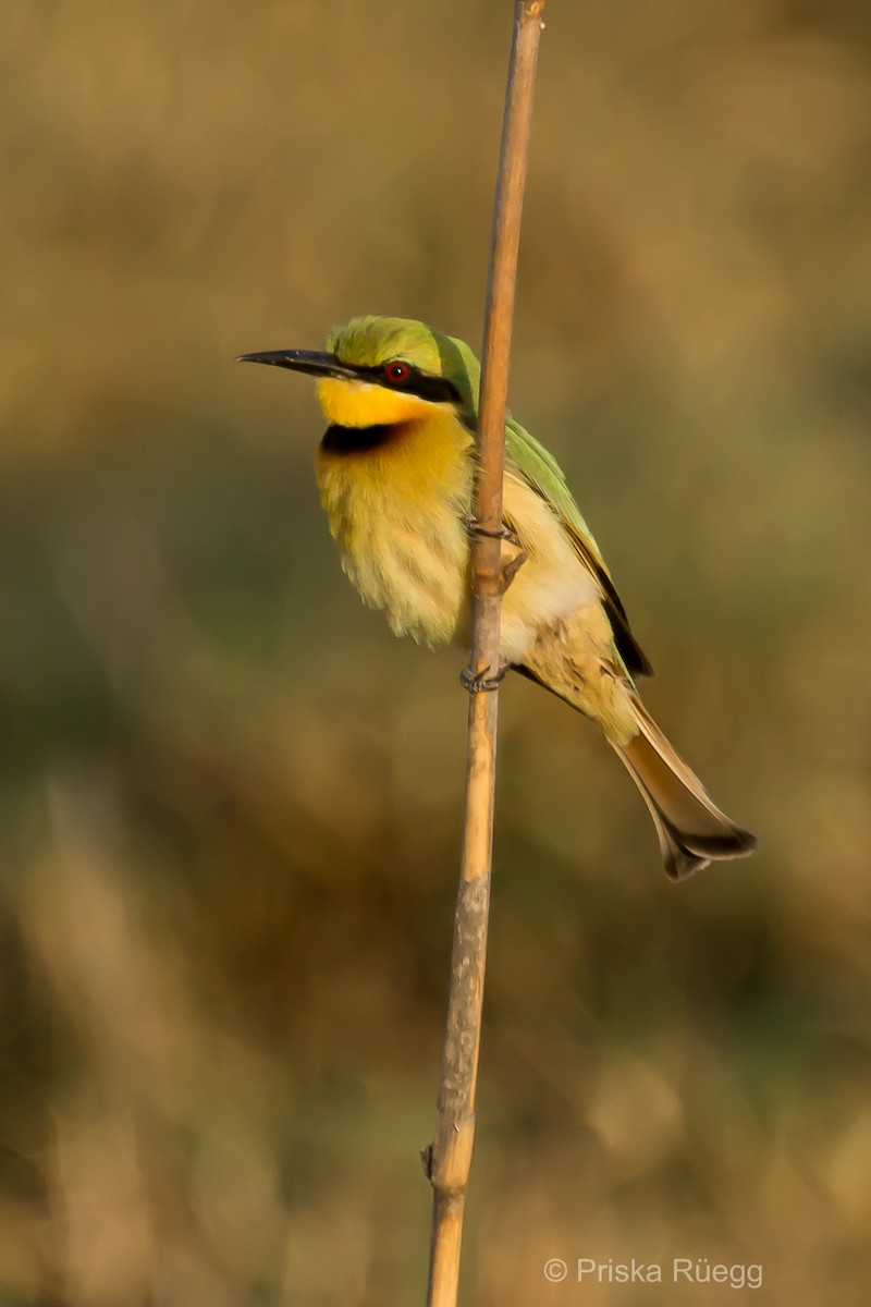 Little Bee-eater - Priska Rüegg