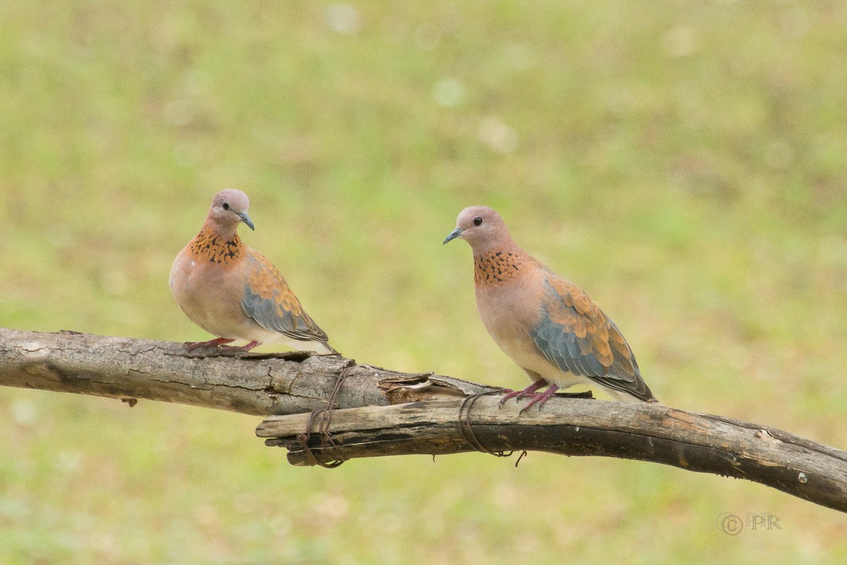 Laughing Dove - ML204970271