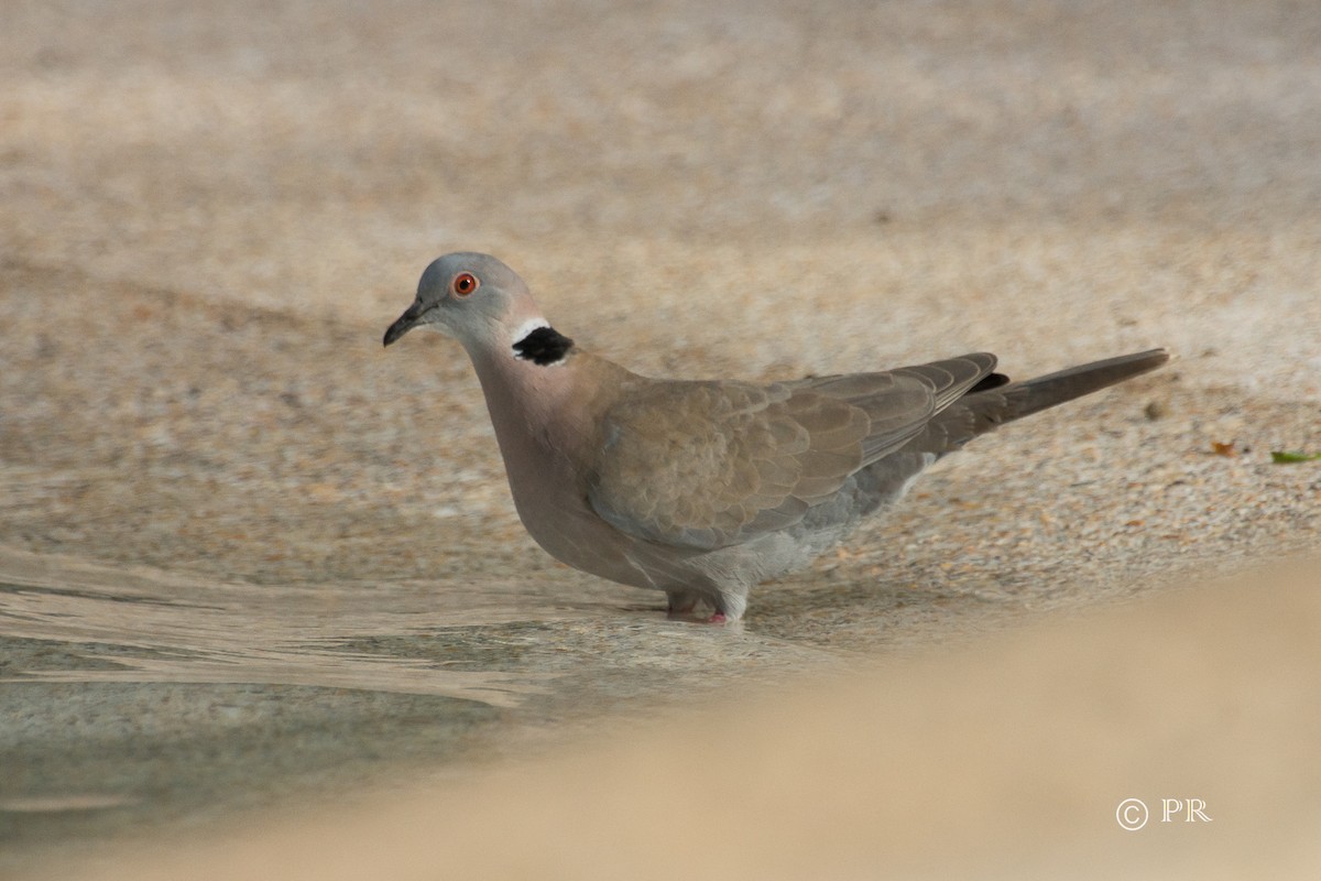Mourning Collared-Dove - ML204970291
