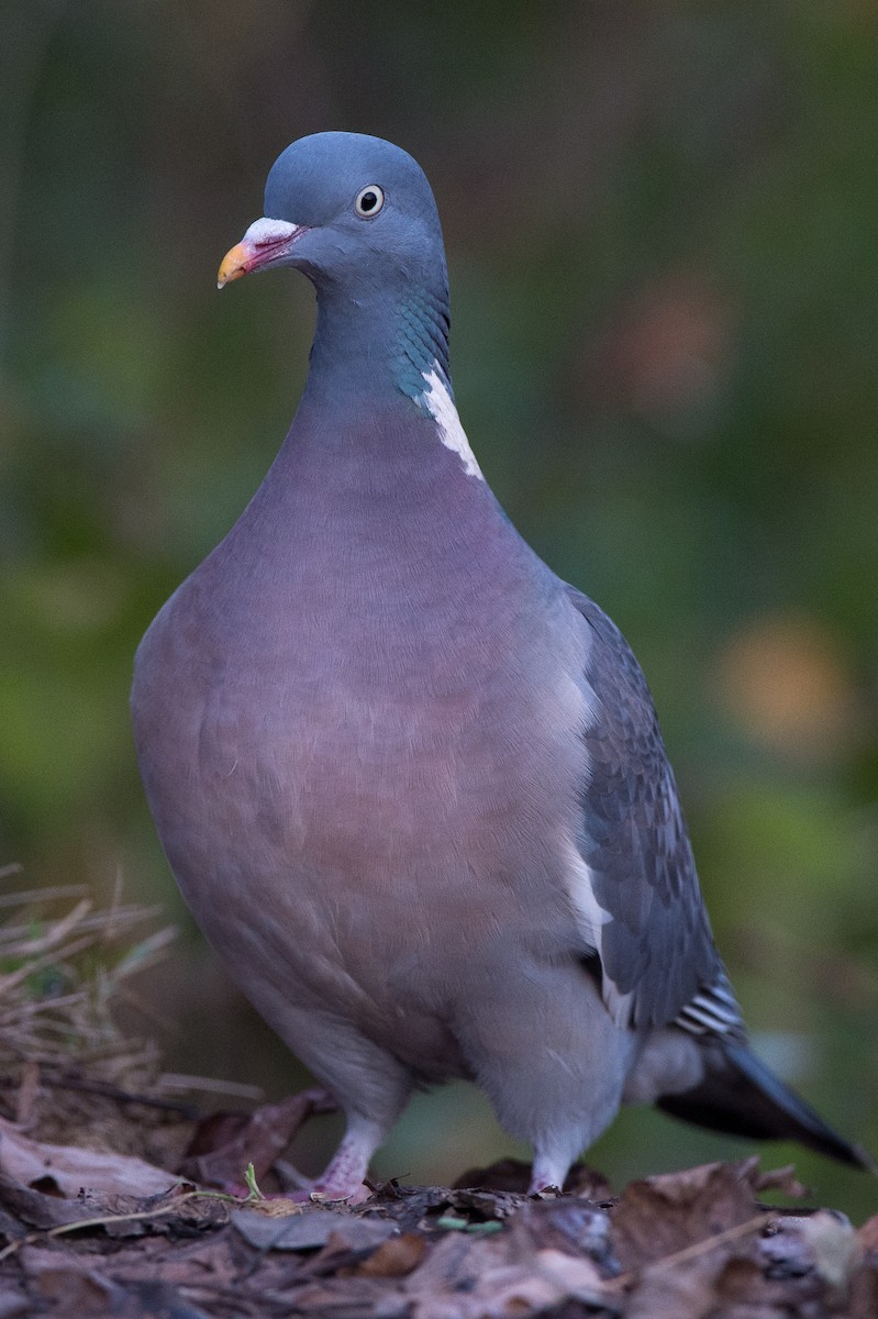 Common Wood-Pigeon (White-necked) - Marc FASOL