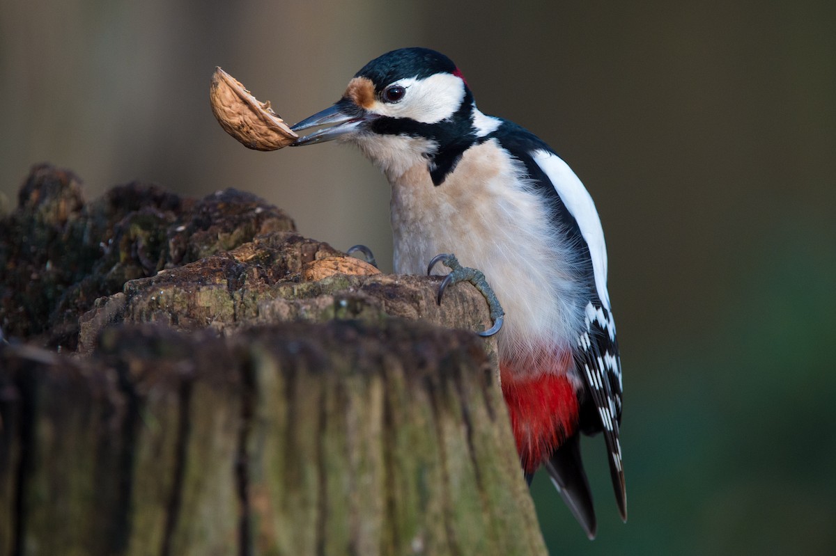 Great Spotted Woodpecker (Great Spotted) - ML204970741
