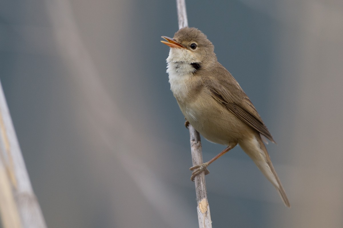 Common Reed Warbler (Common) - Marc FASOL