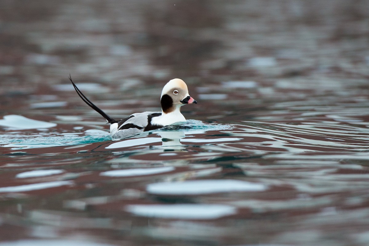 Long-tailed Duck - ML204970871
