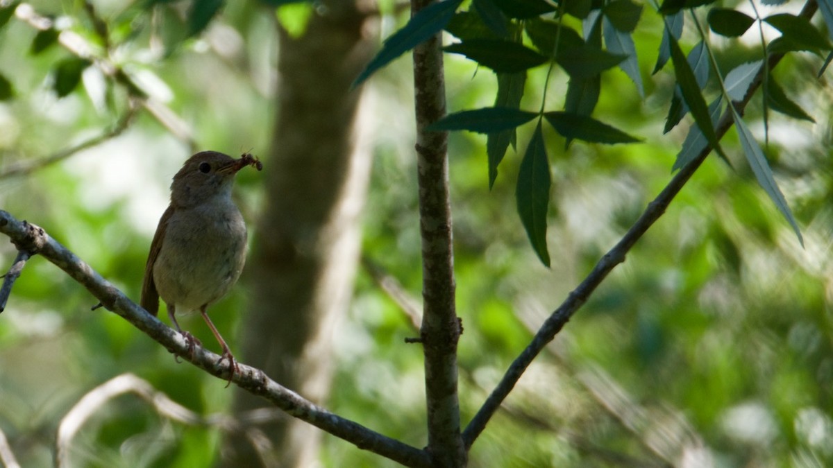 Common Nightingale (megarhynchos/africana) - Eric Francois Roualet