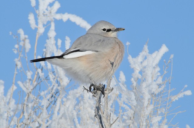 Turkestan Ground-Jay - eBird