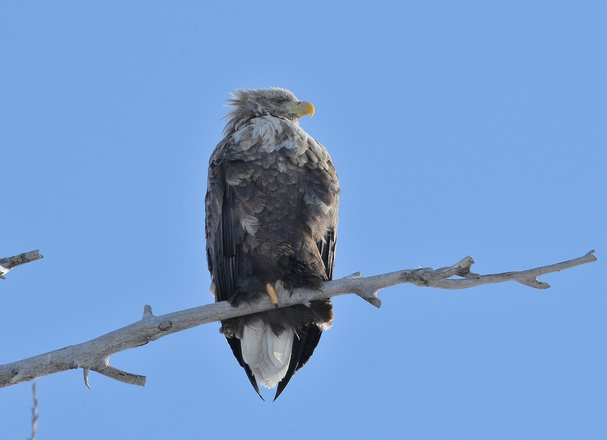 White-tailed Eagle - Altay Zhatkanbayev