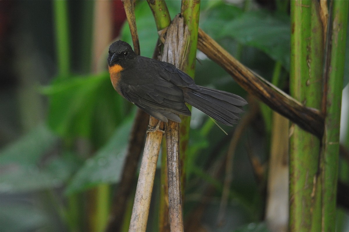 Black-cheeked Ant-Tanager - ML204972291