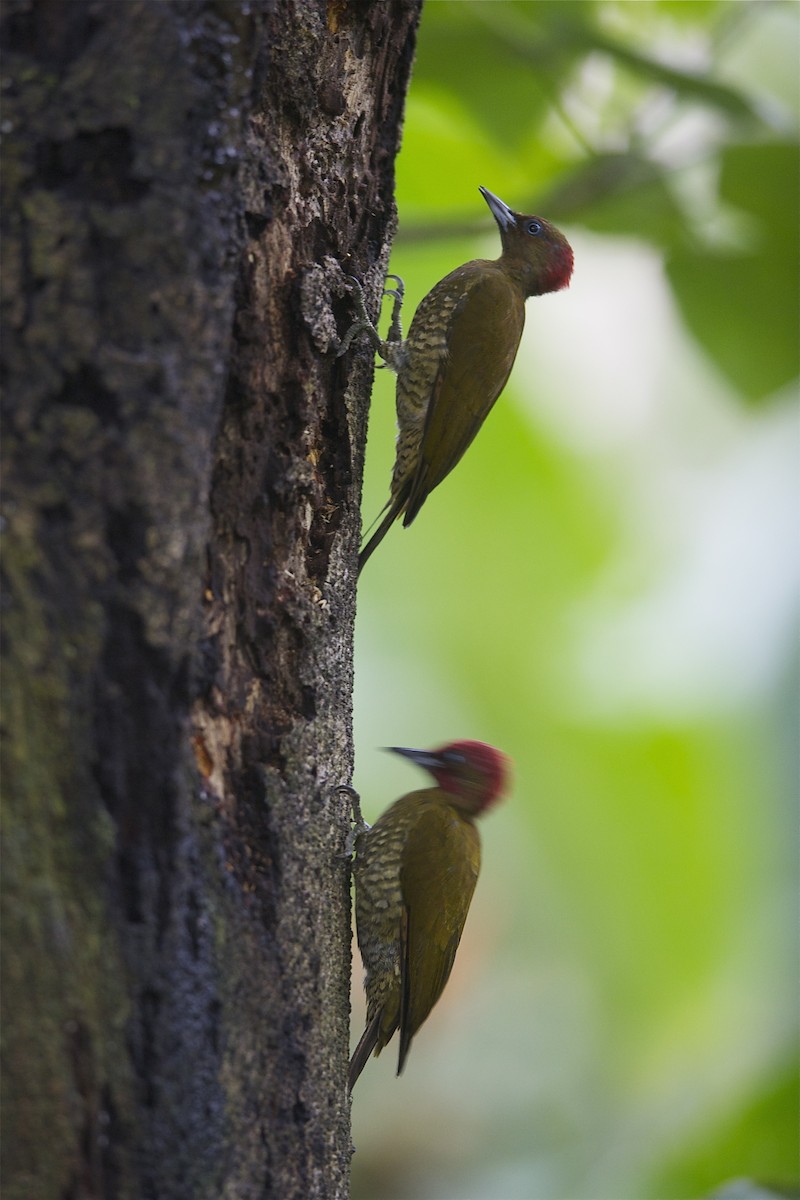 Rufous-winged Woodpecker - Marc FASOL