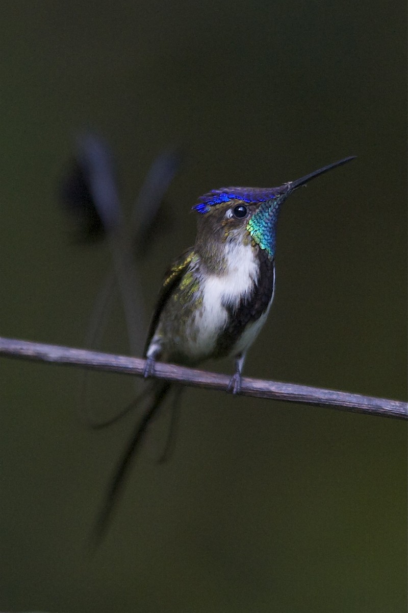 Marvelous Spatuletail - Marc FASOL