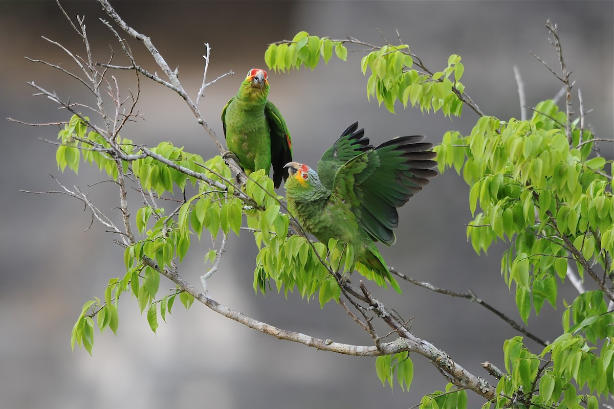 Red-lored Parrot (Red-lored) - Marc FASOL