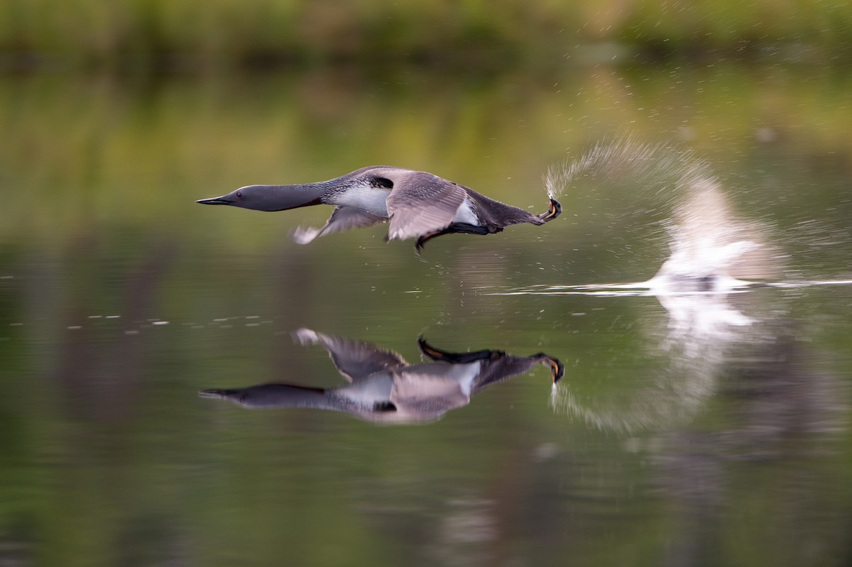 Red-throated Loon - Marc FASOL