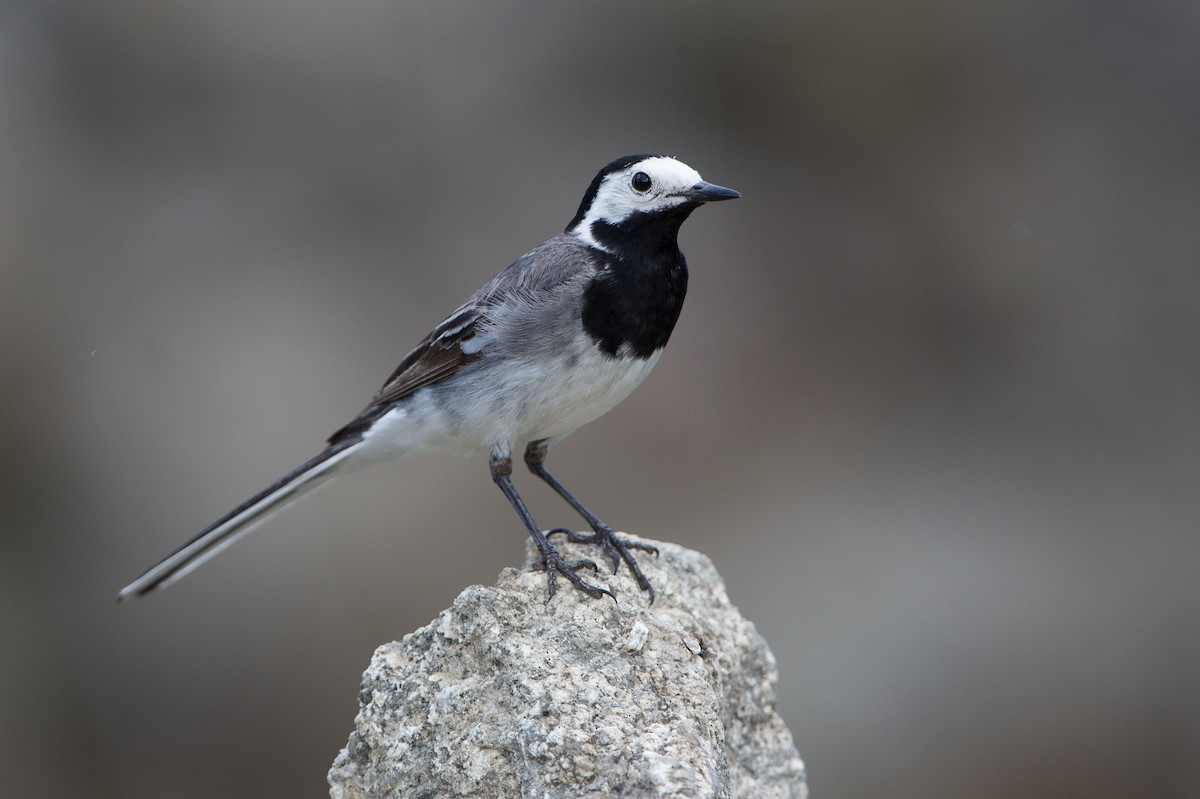 White Wagtail (White-faced) - Marc FASOL