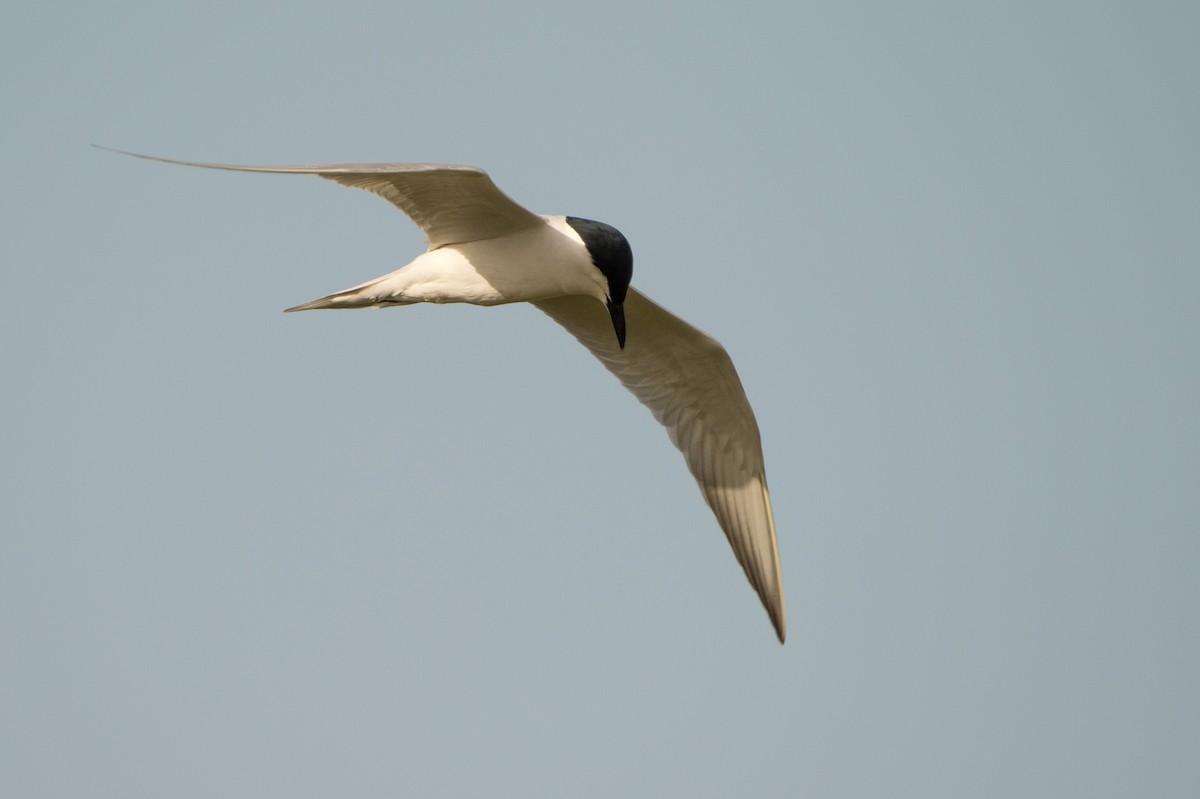Gull-billed Tern - Marc FASOL