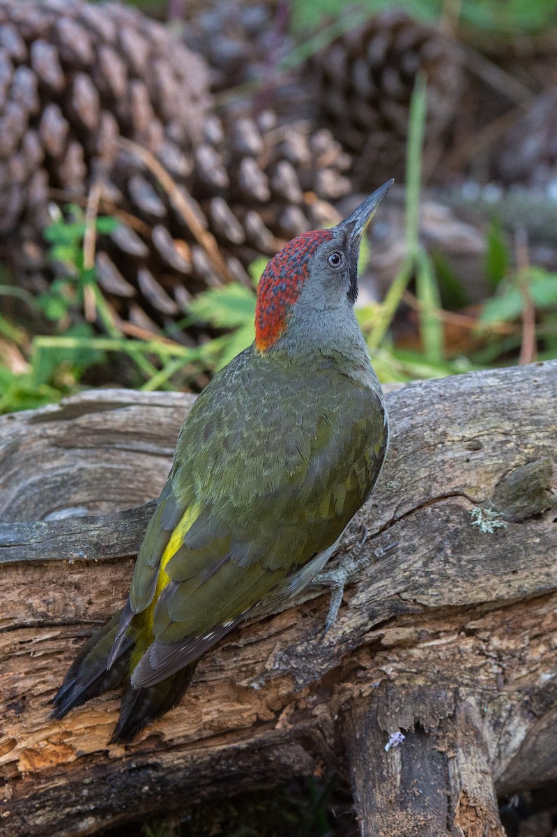 Iberian Green Woodpecker - Marc FASOL