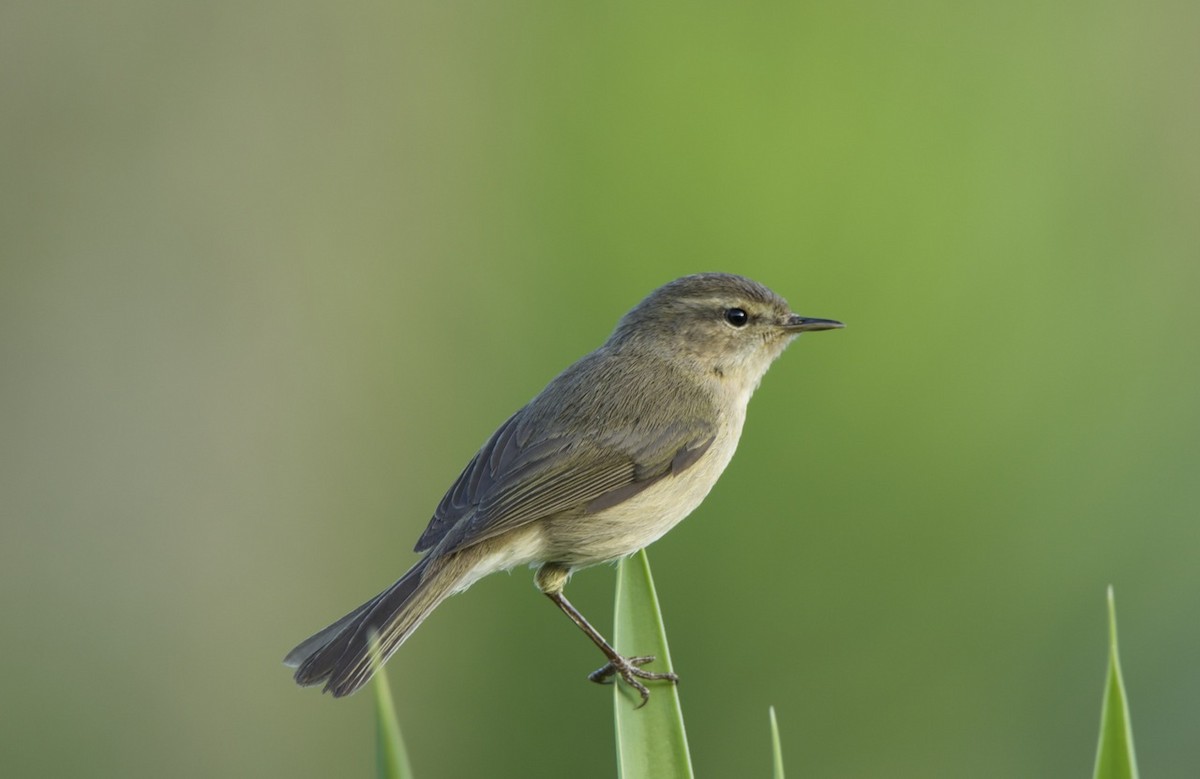 Canary Islands Chiffchaff - Eric Francois Roualet