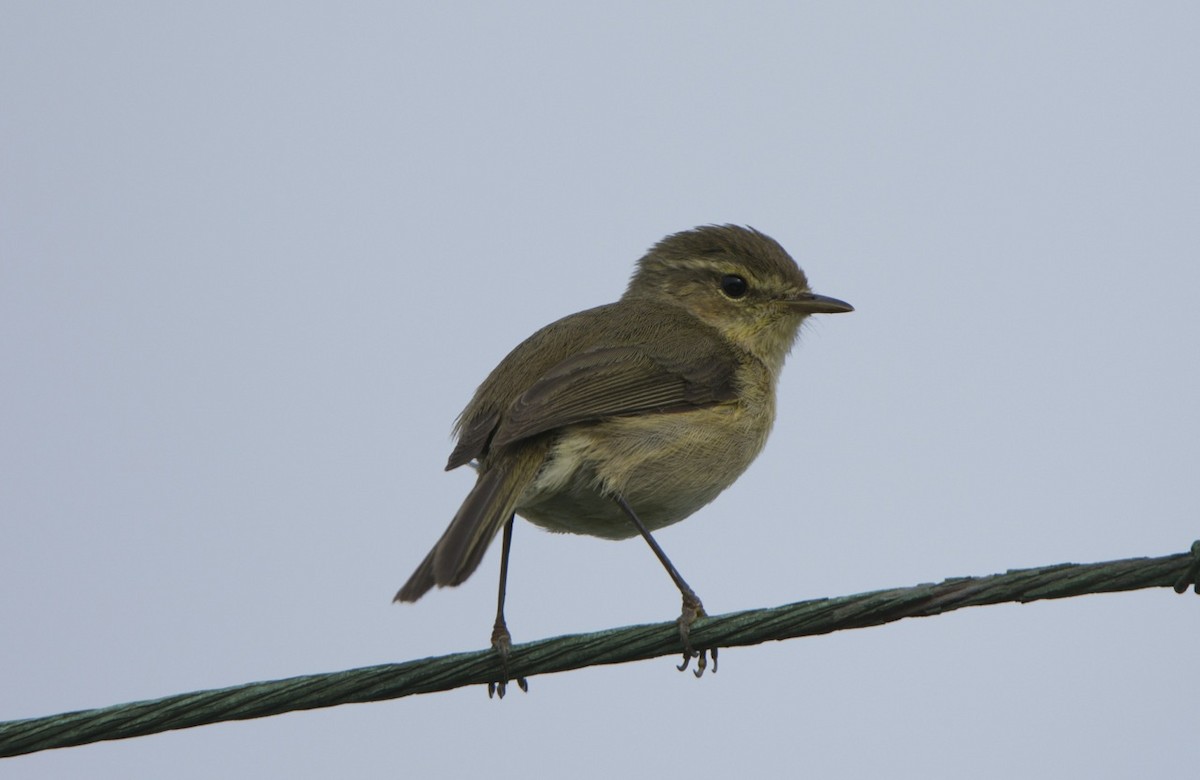 Canary Islands Chiffchaff - Eric Francois Roualet