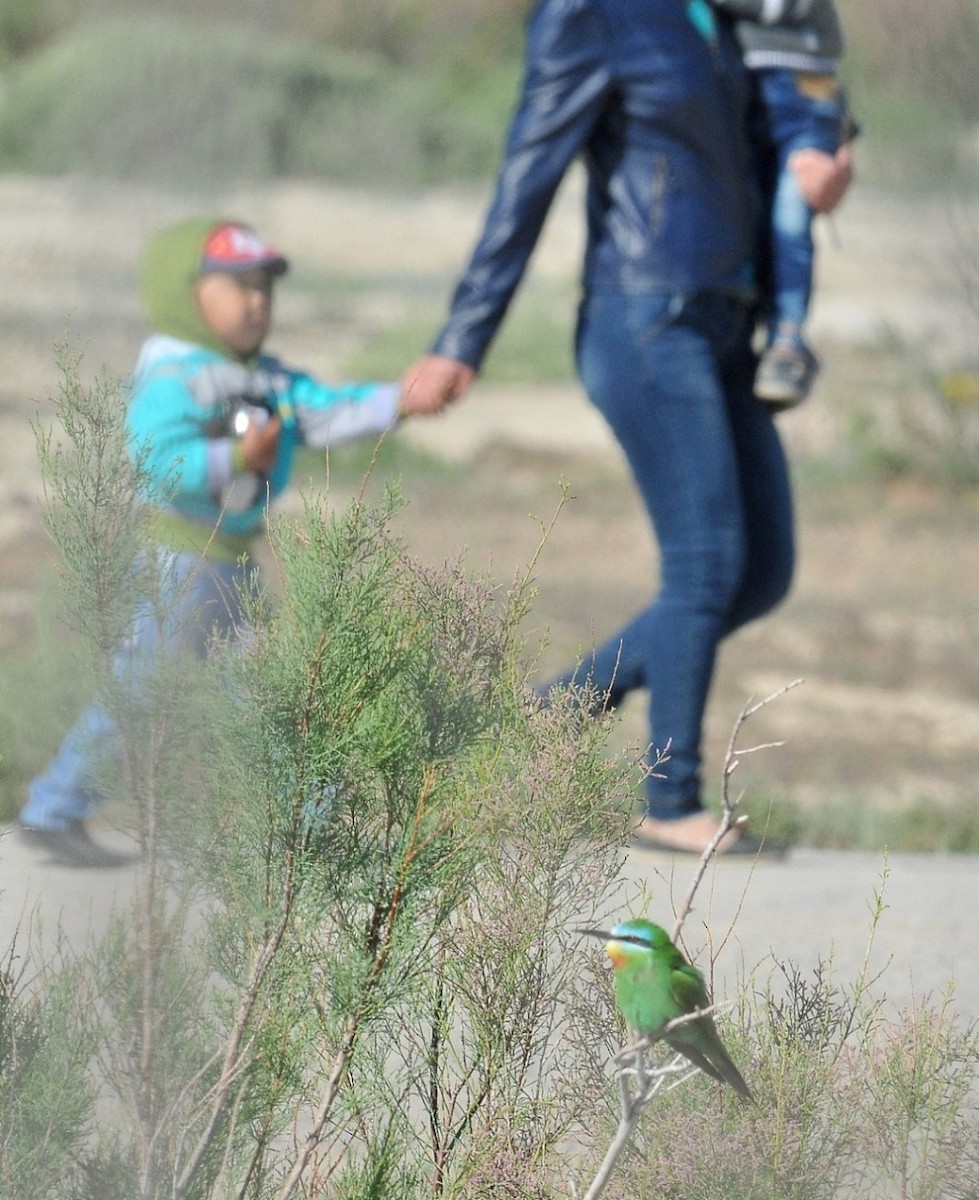 Blue-cheeked Bee-eater - ML204973921