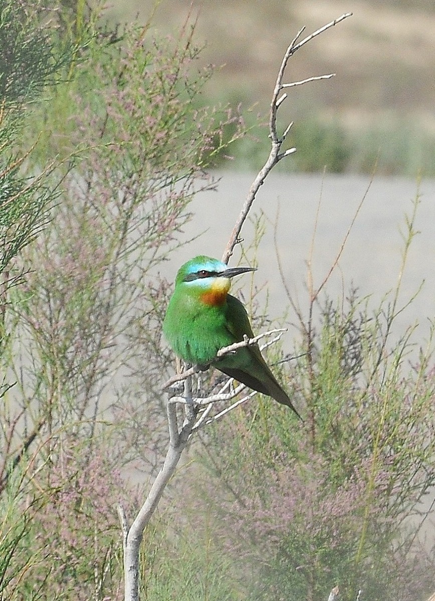 Blue-cheeked Bee-eater - ML204974001