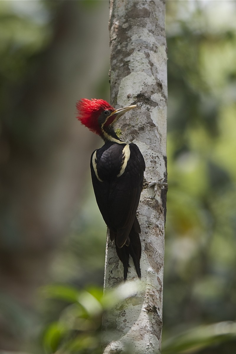 Lineated Woodpecker (Lineated) - Marc FASOL