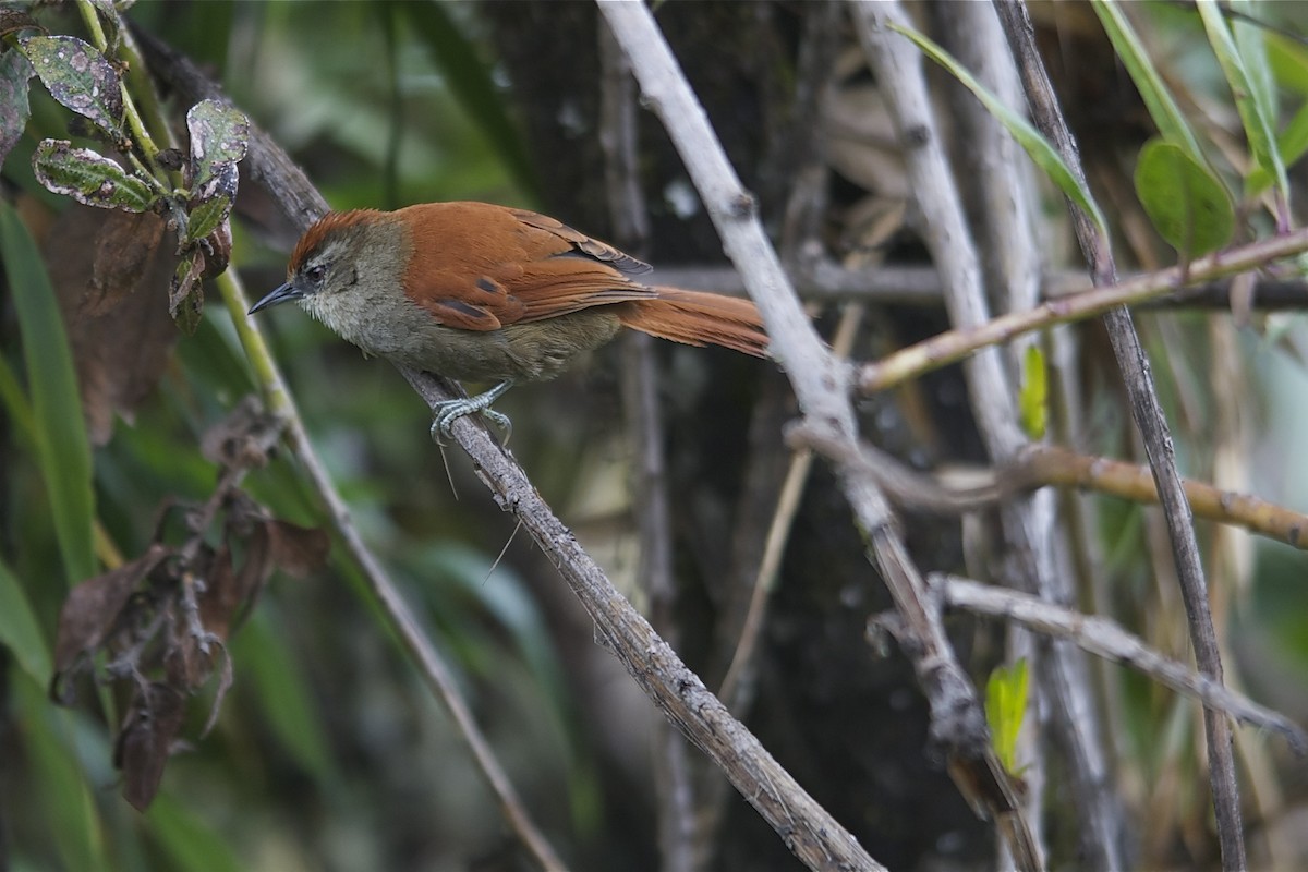 Marcapata Spinetail (Rufous-crowned) - Marc FASOL
