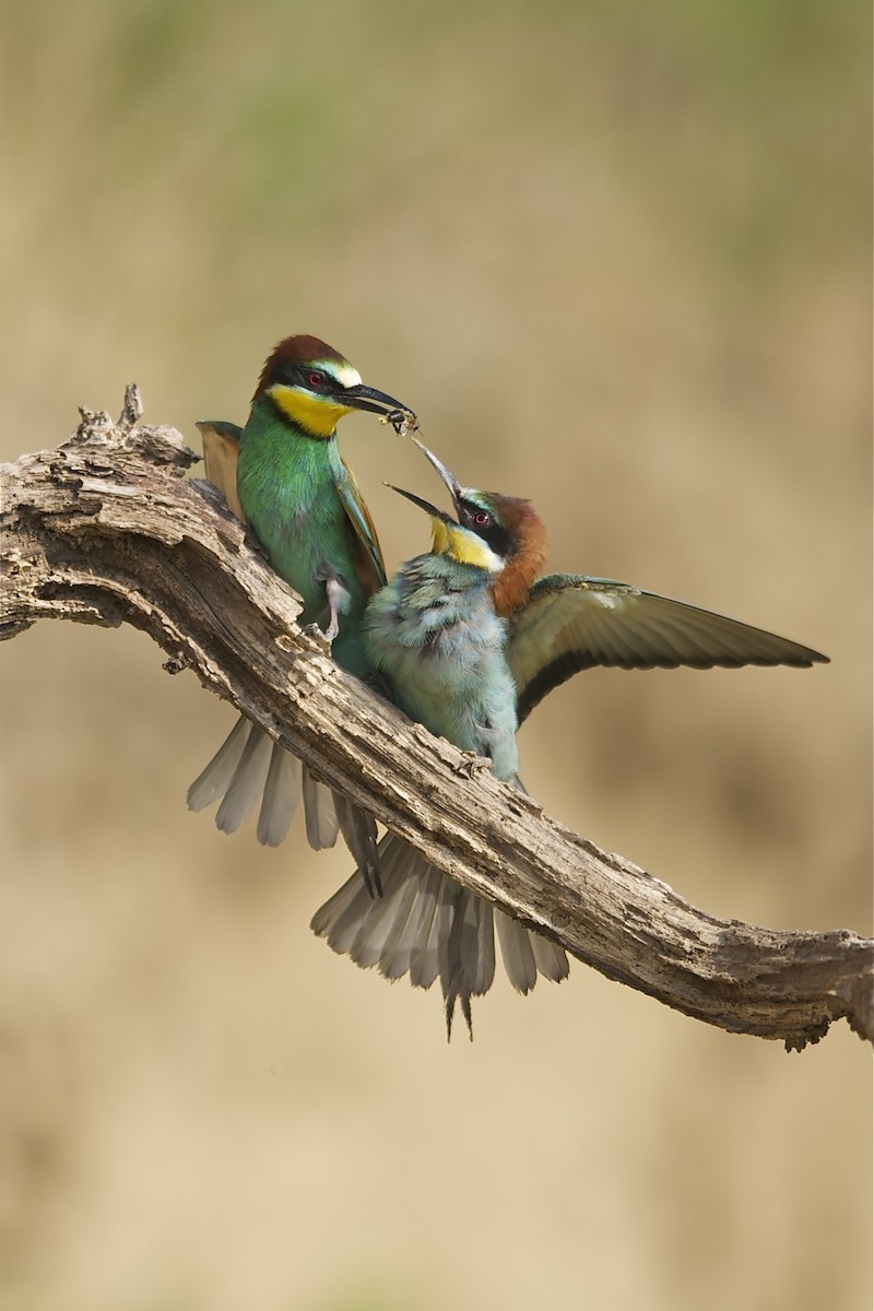 European Bee-eater - Marc FASOL