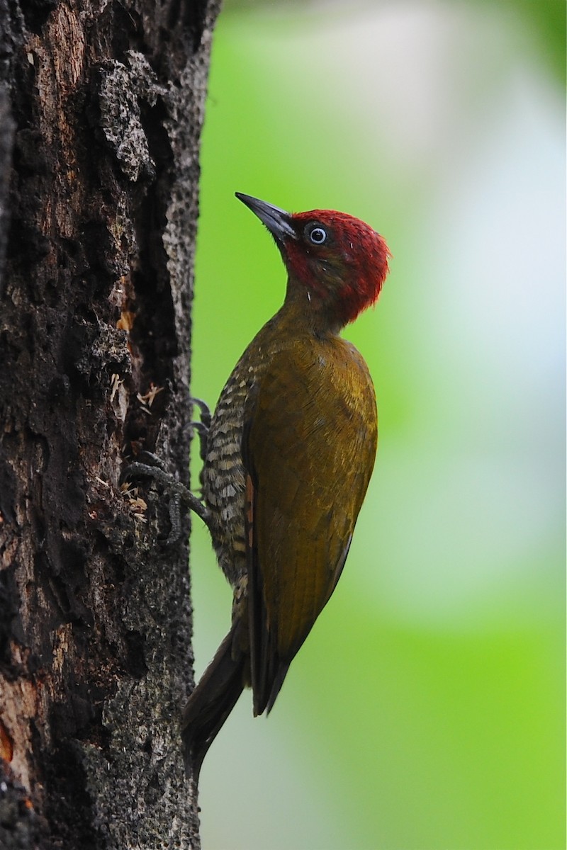 Rufous-winged Woodpecker - ML204974421
