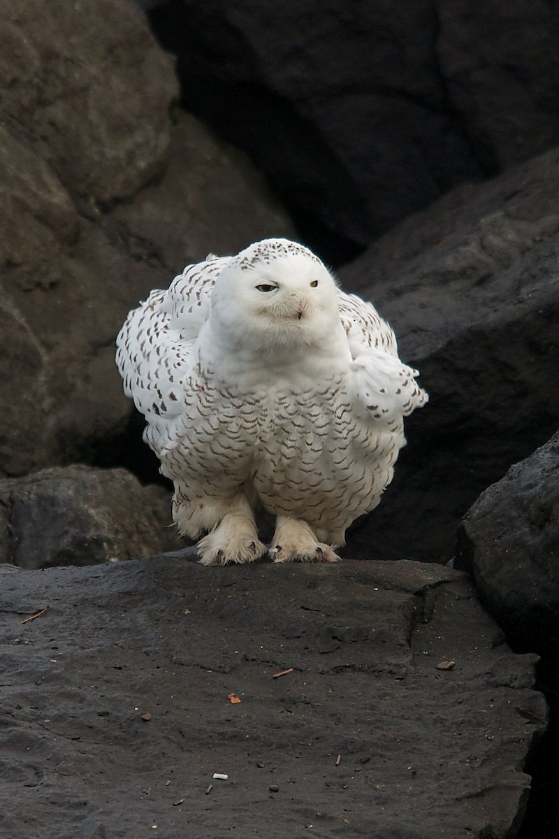 Snowy Owl - Marc FASOL