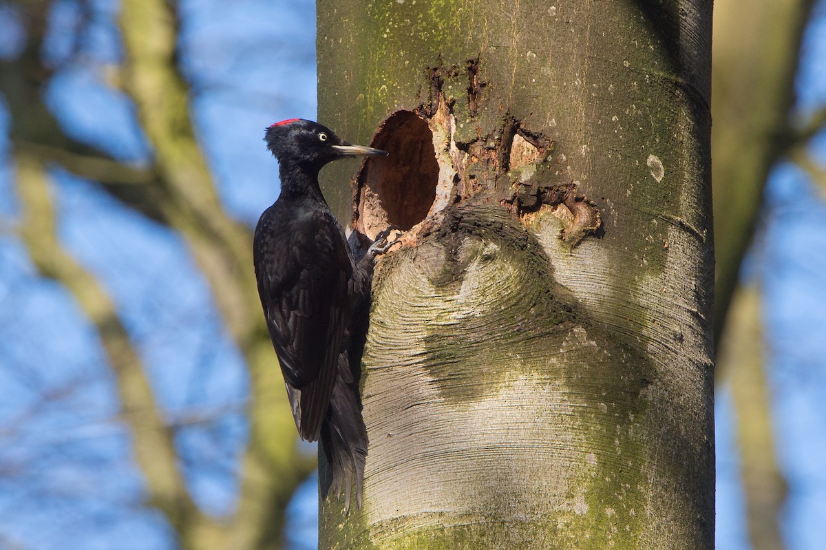 Black Woodpecker - Marc FASOL
